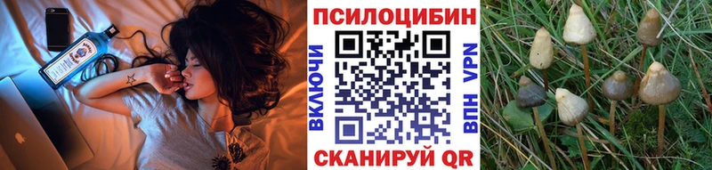 Псилоцибиновые грибы Cubensis  сколько стоит  Заозёрск 
